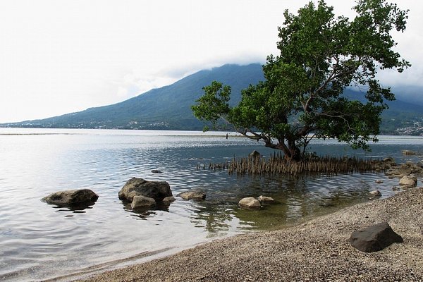[A solitary tree on a volcanic rock beach in Ternate, capturing the rugged beauty of the Maluku Islands, a key part of this travel guide.]
