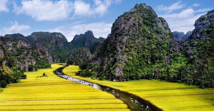 [Vibrant golden rice paddies nestled between towering limestone mountains in Ninh Binh, showcasing Vietnam's stunning rural landscapes.]