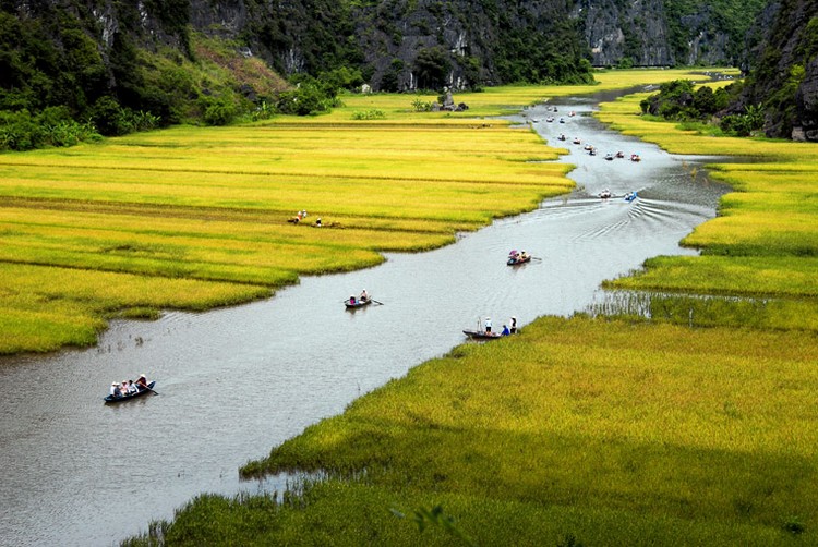 [An aerial view of the Ngo Dong River winding through vibrant golden rice fields in Tam Coc, Ninh Binh.]
